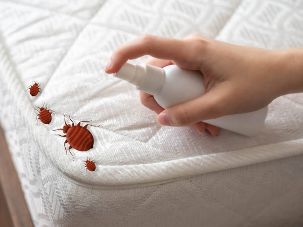 Best Best Pest Control Companies  in Park City, MT